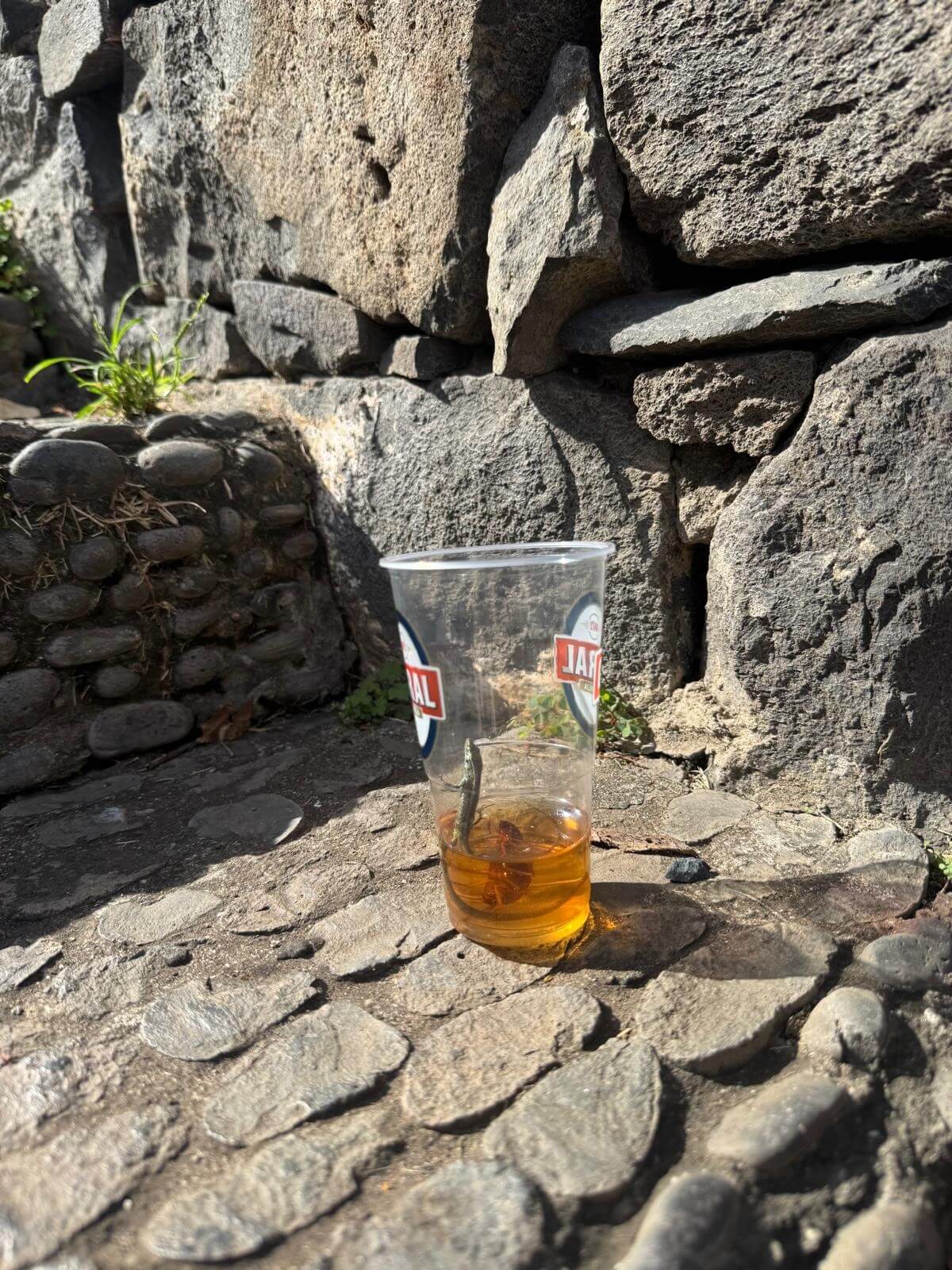 Dead lizard after consuming leftover drinks