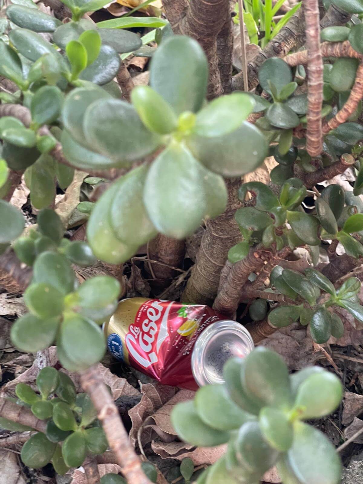 Picking up trash in garden