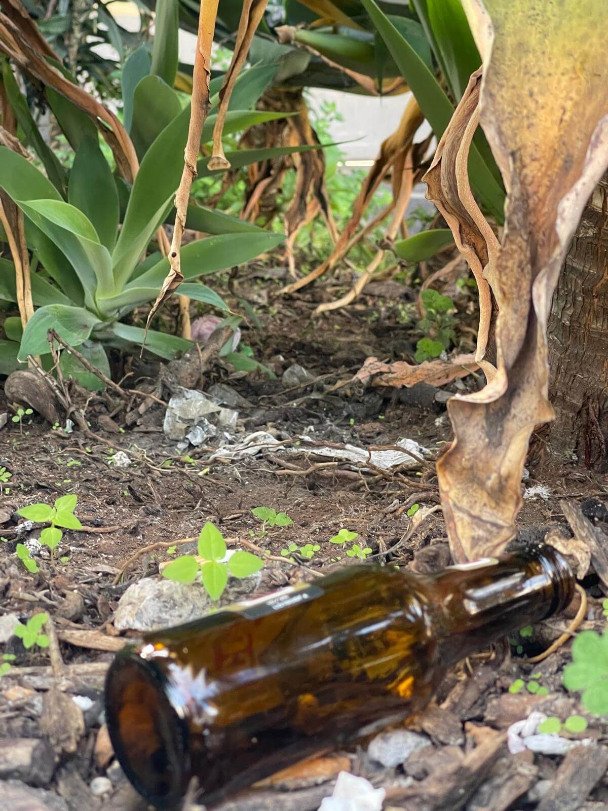 Bottle waste in garden area