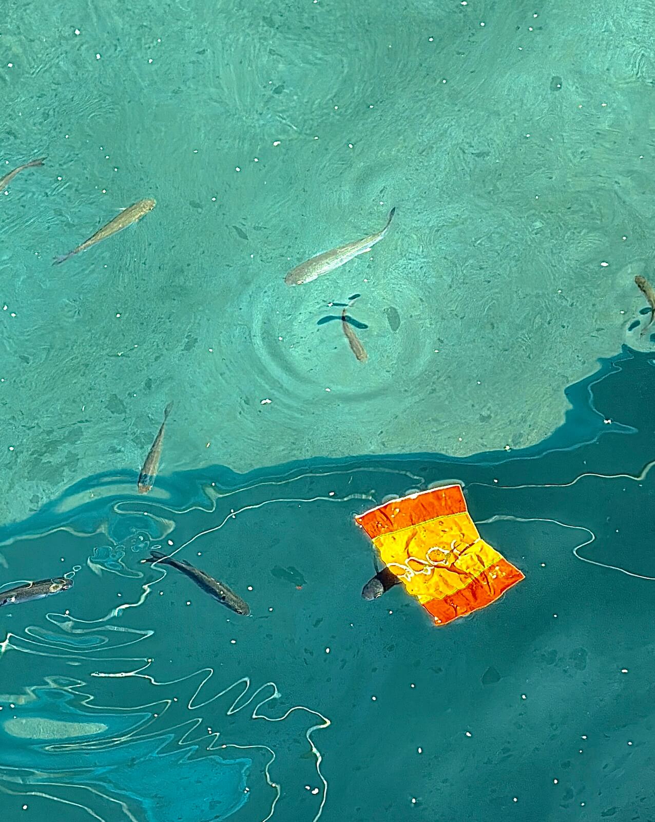 Trash floating in water